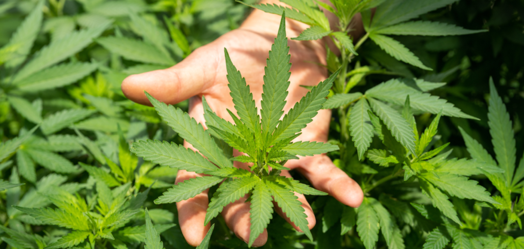 photo of cannabis plant being held in person's hand.